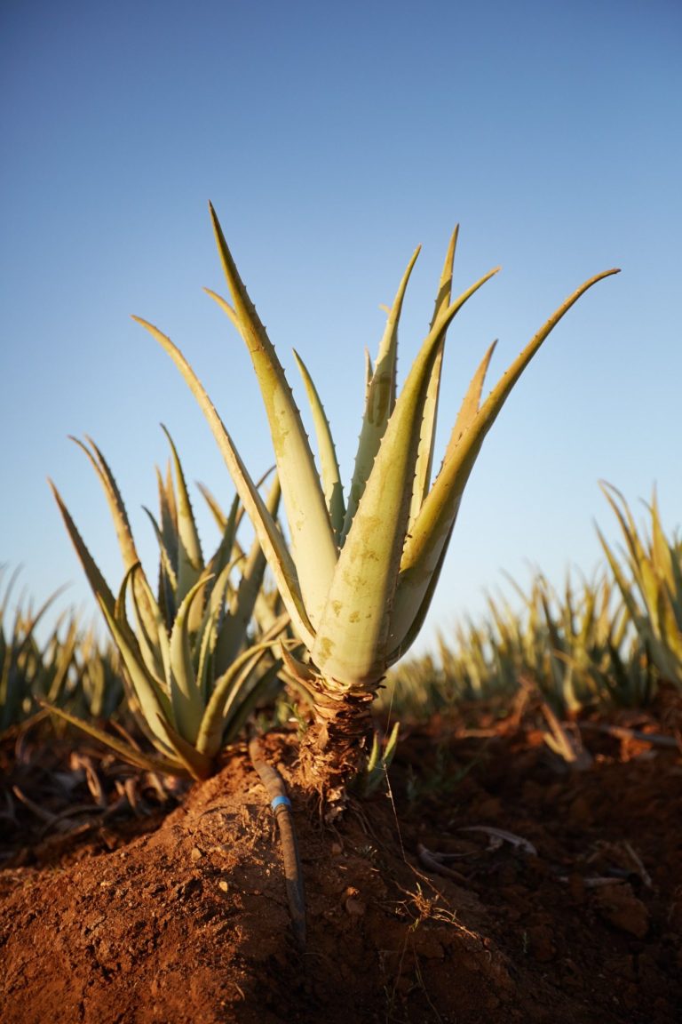Aloe Barbadensis Miller plant
